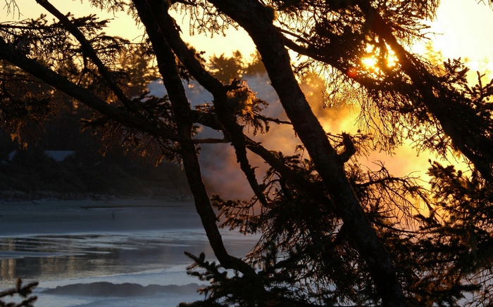 Sunset over a misty beach with trees in the foreground