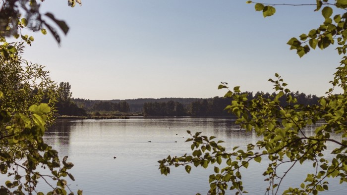 Lake with trees and branches in foreground