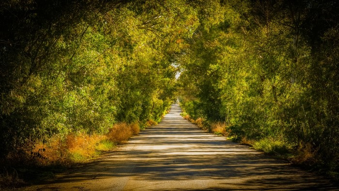 Road lined with trees