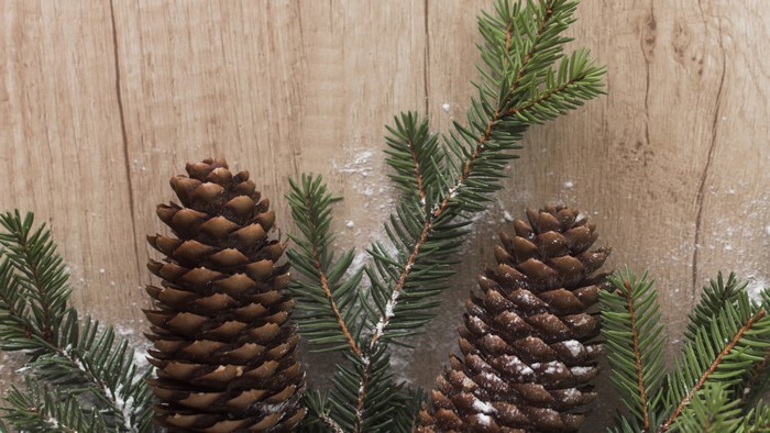 4K Winter Pine Cones and Fir Branches