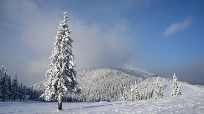 4K Landscape Winter Snow Trees