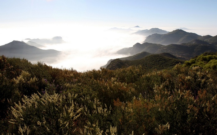 Mountain range covered in fog with foreground vegetation