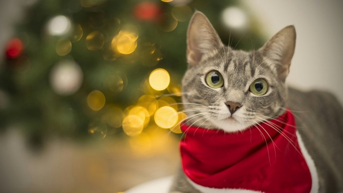 Cat wearing a Santa scarf near a Christmas tree
