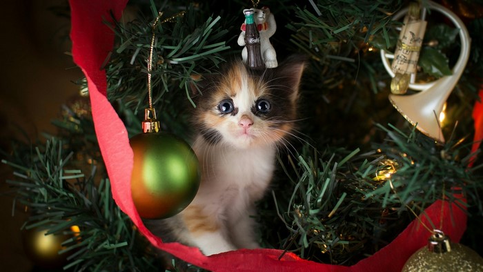 Kitten in Christmas Tree