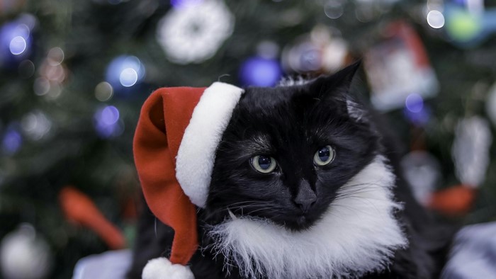 Black cat wearing a Santa hat for New Year