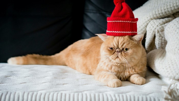 Exotic Shorthair cat wearing a red hat