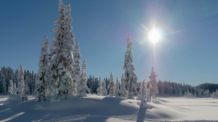 Snow-covered trees under a bright sun