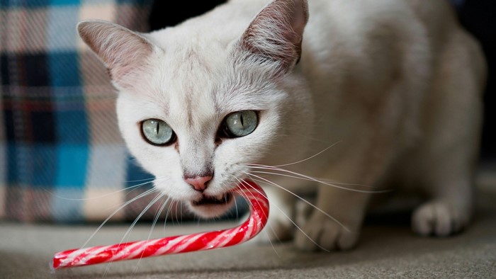 White cat with candy cane