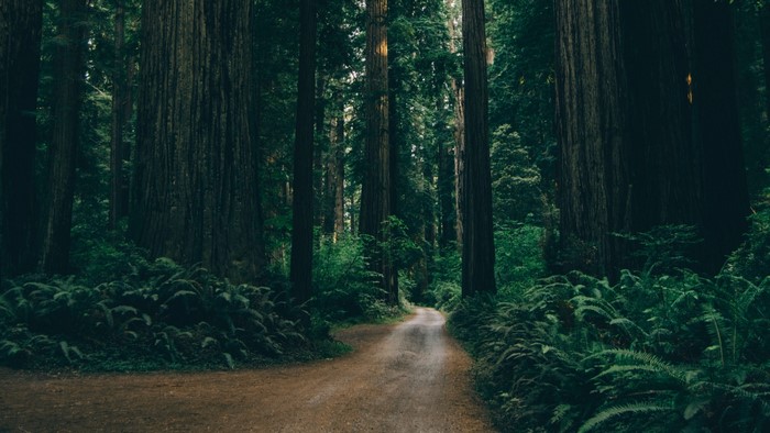 Dirt road through a redwood forest with ferns