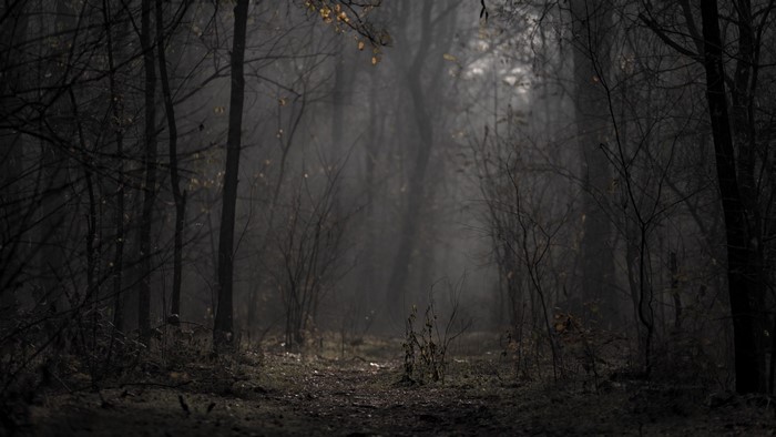 Dark forest path with mist