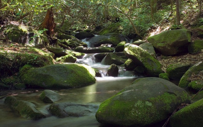 Mossy rocks in a forest stream