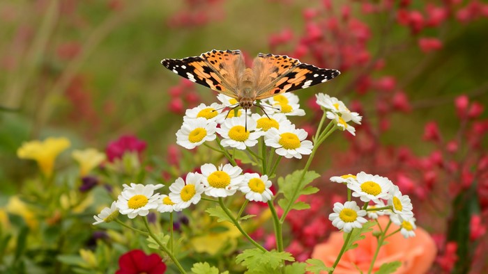 4K Butterfly on White Flowers