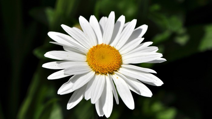 Chamomile flower