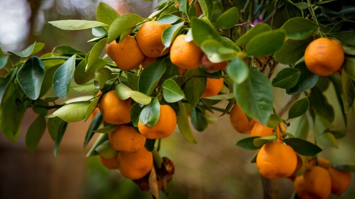 Tangerines on a branch with green leaves