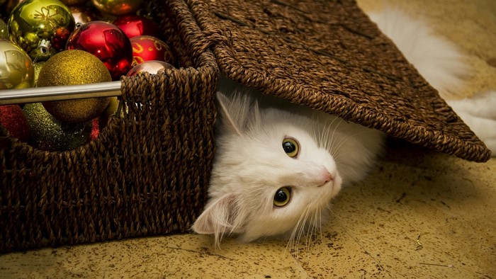 White cat peeking from a basket of Christmas ornaments
