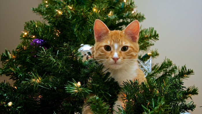 Orange cat in a Christmas tree