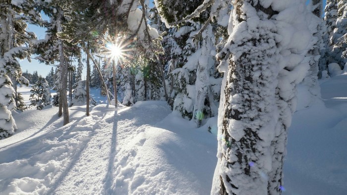 Snowy forest path with sunbeams