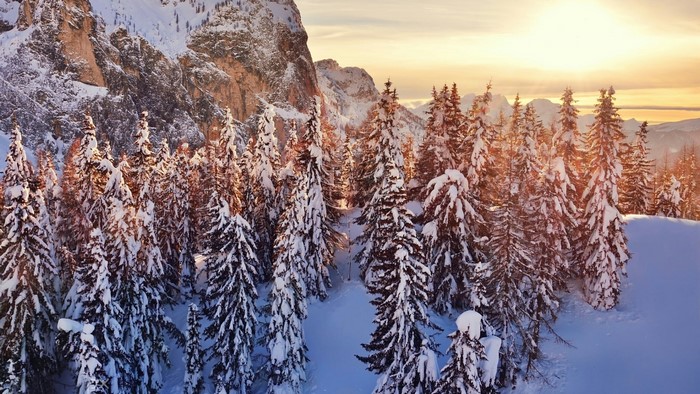 Snowy forest on a mountain at sunset