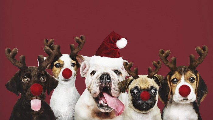 Five dogs dressed as reindeer and Santa for Christmas