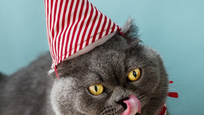 Gray cat wearing a party hat