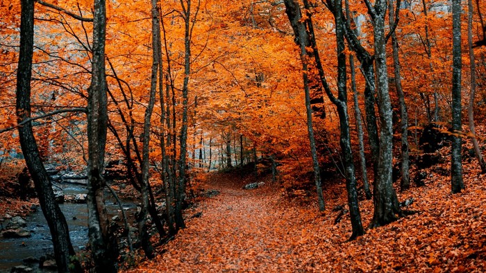 Autumn forest path with orange leaves and stream