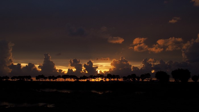 Sunset over a line of trees