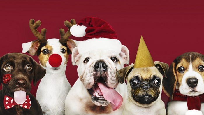 Five dogs in festive Christmas and New Year's attire