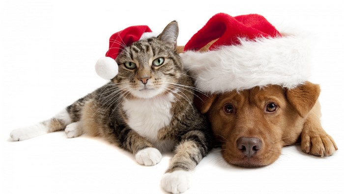 4K New Year Cat and Dog