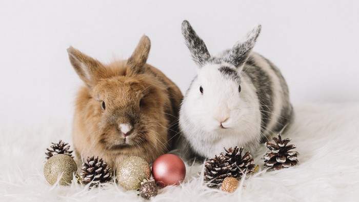 Two rabbits with Christmas decorations