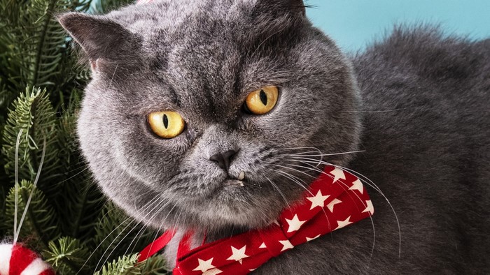 British Shorthair cat with Christmas tree and red bow tie