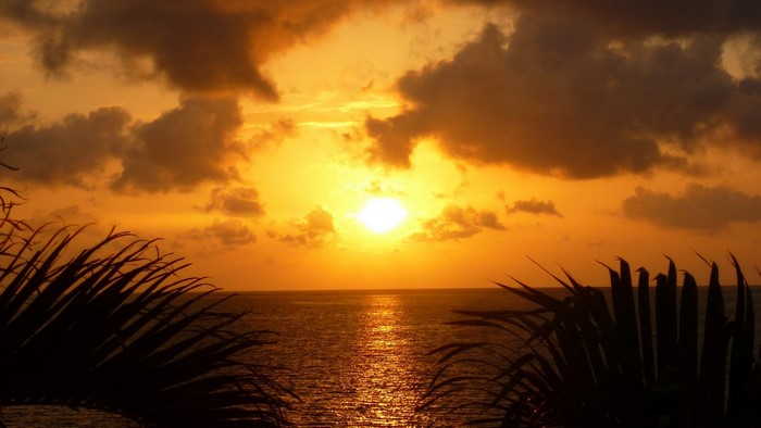 Sunset over the ocean with palm leaves