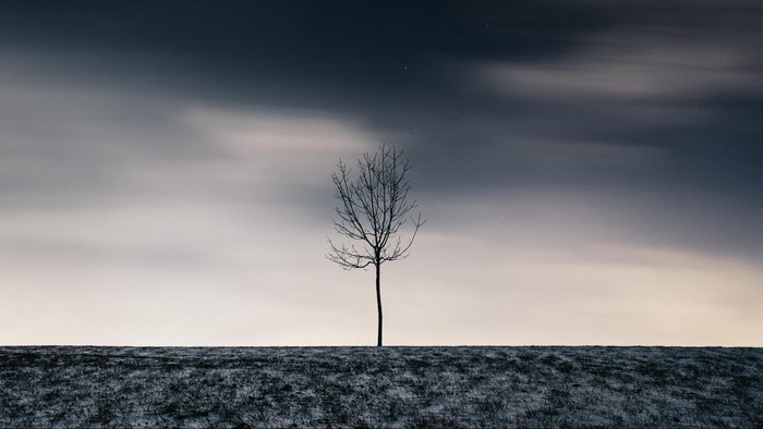 Bare tree in a snowy field under a cloudy night sky