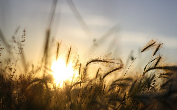 Sunlight shining through tall grass at sunset