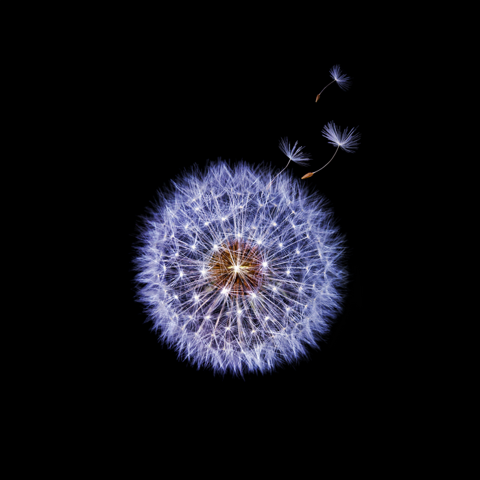 Dandelion seeds blowing from a dandelion flower