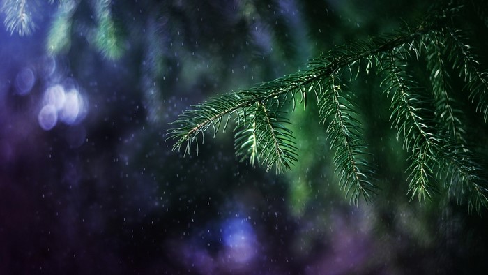 Close-up of pine branches with rain and bokeh lights