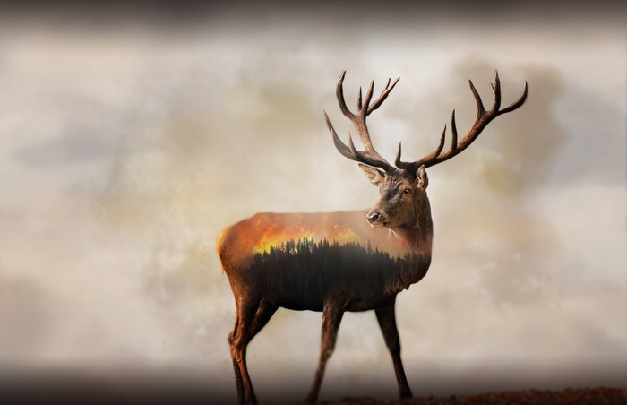 8K, Forest, 4K, Fire, Deer, Double exposure