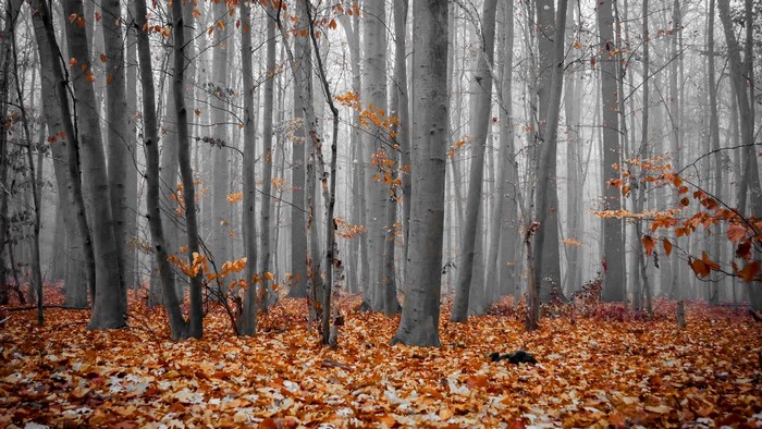 Autumn forest with fallen leaves