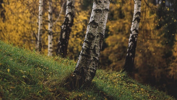 Birch trees on a grassy slope in autumn