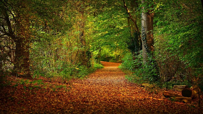 Forest path covered in autumn leaves