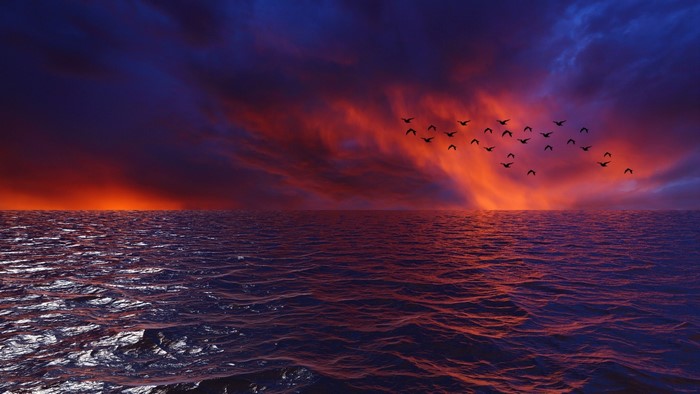 Birds flying over ocean at sunset