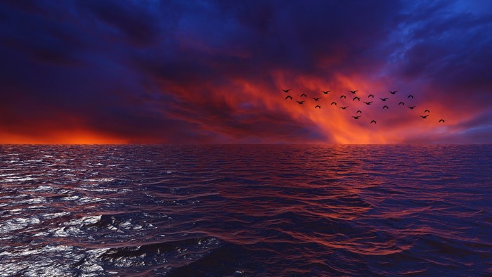 Birds flying over the ocean at sunset
