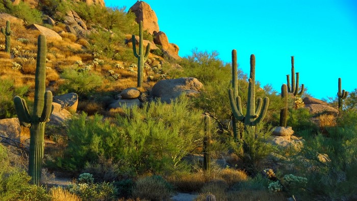 Desert landscape with saguaro cacti and rocky hills