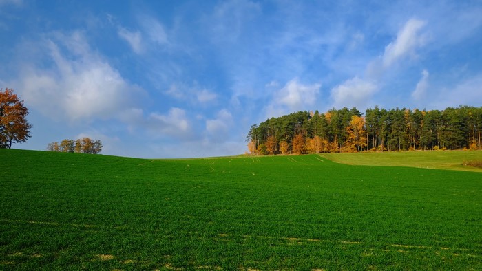 4K Field with Autumn Trees and Blue Sky