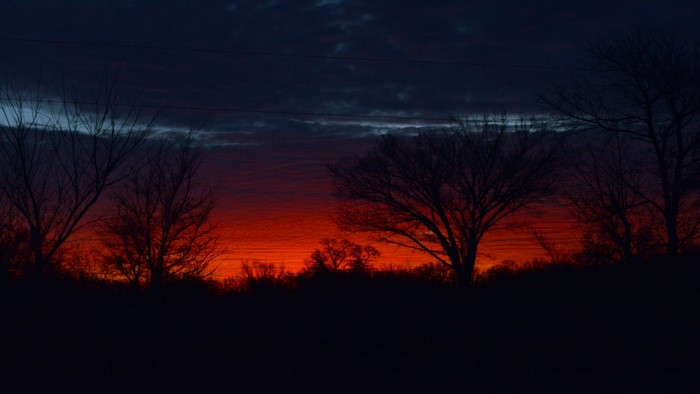 Silhouette of trees against a fiery sunset