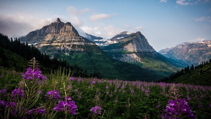 Wildflowers in front of mountains