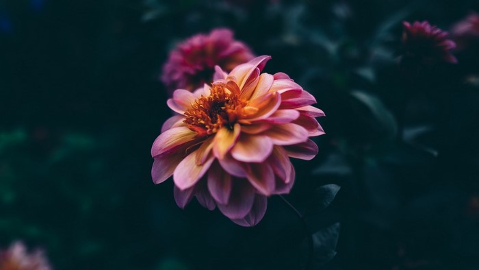Pink and orange dahlia flower in bloom