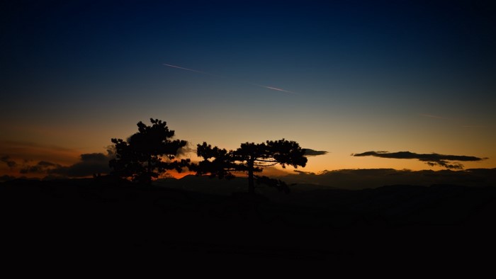 Silhouette of trees against a sunset sky