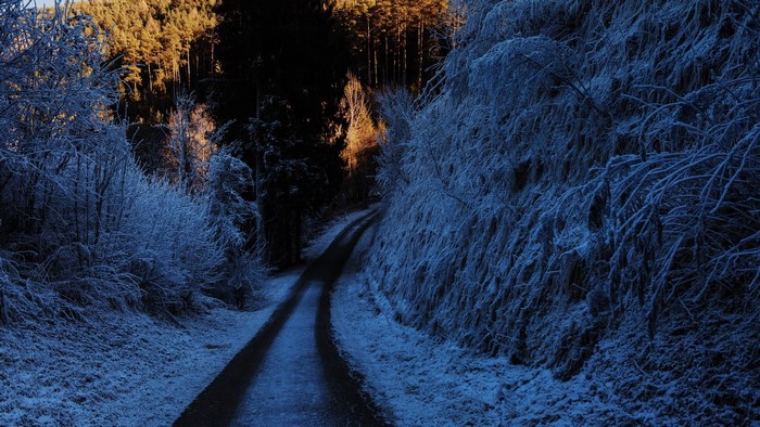 Snowy forest road with sunlight