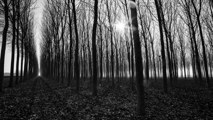 Bare trees in a forest with sunbeams