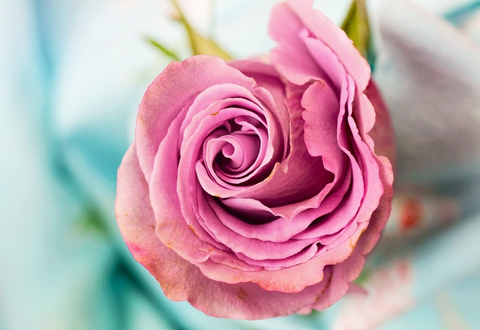 Close-up of a pink rose